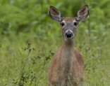 Quabbin Deer
