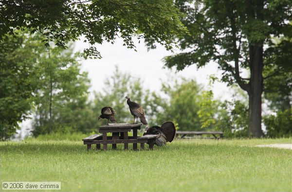So, what kind of sandwiches do you think Turkeys take to a picnic...