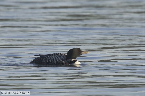 Loon