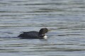 Loon