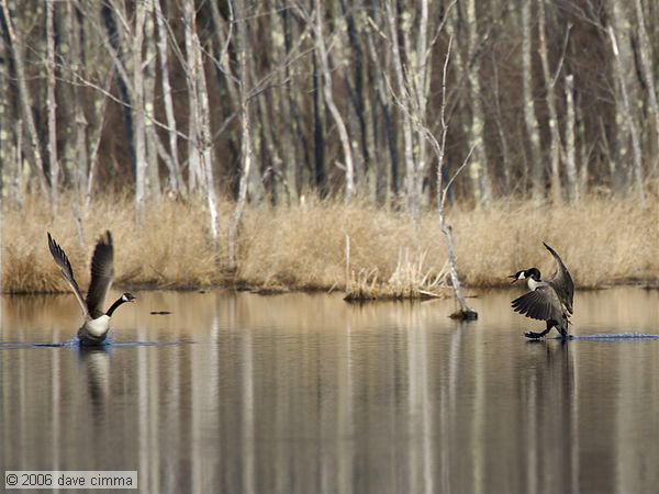 Kung-Fu Geese !!