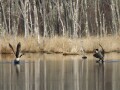 Kung-Fu Geese !!
