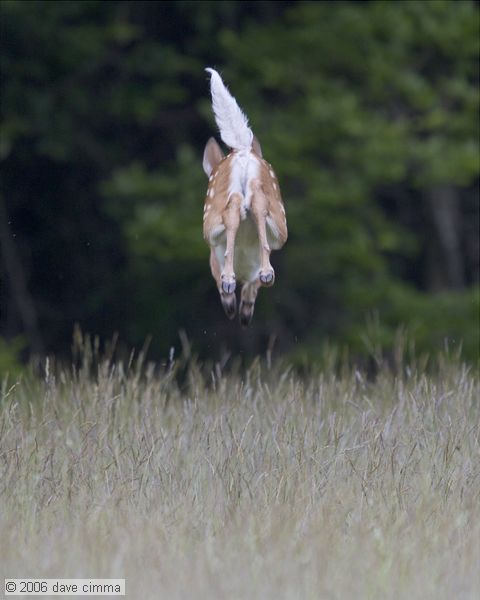 I've discovered the famous Flying Fawn !<br />(I almost stepped on her, sleeping in a field)