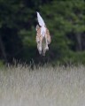 I've discovered the famous Flying Fawn !<br />(I almost stepped on her, sleeping in a field)