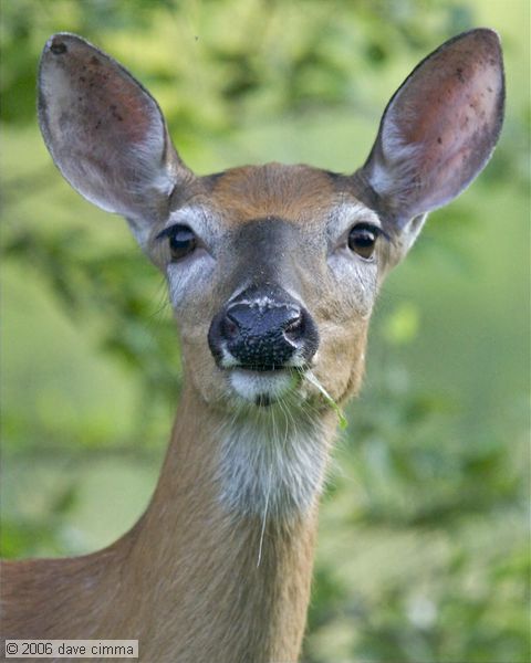 What a face....
