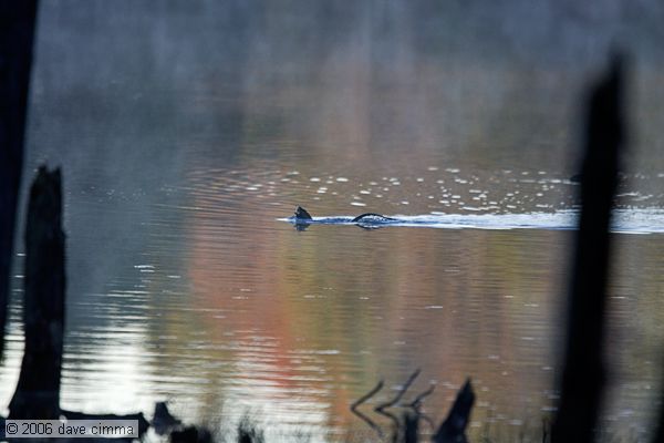 Otter snacking