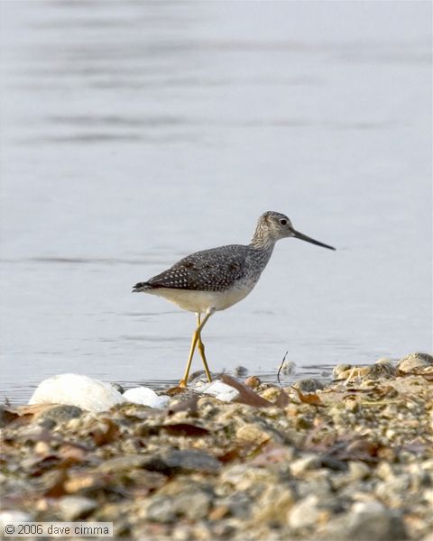 Greater Yellowlegs