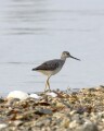 Greater Yellowlegs