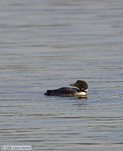 Loon