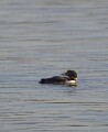 Loon