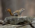 Red squirrel (announcing our arrival)