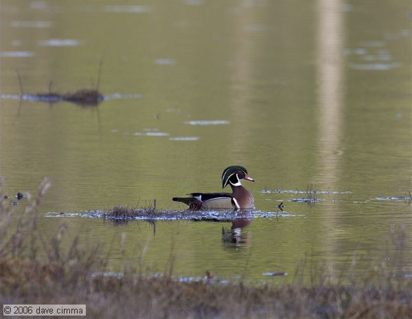 Wood Duck