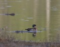Wood Duck