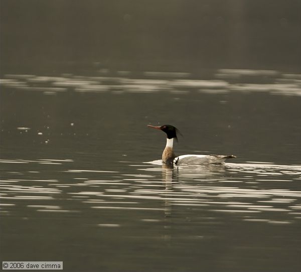 Red-breasted merganser