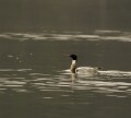 Red-breasted merganser
