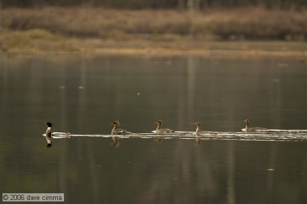 Red-breasted mergansers