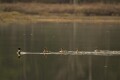 Red-breasted mergansers