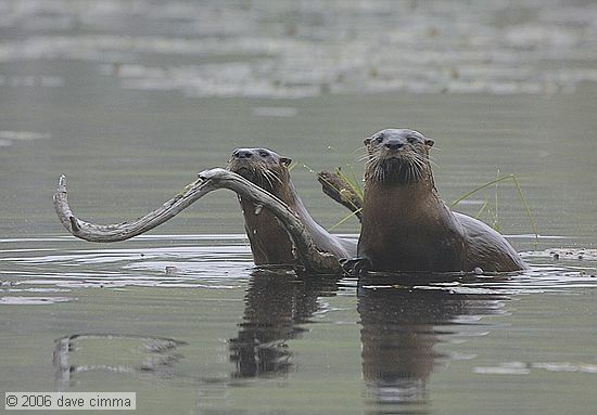Old favorite, Otters at the marsh