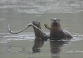 Old favorite, Otters at the marsh
